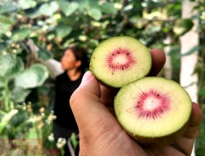 kiwifruit